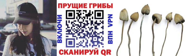 Галлюциногенные грибы Cubensis Асино
